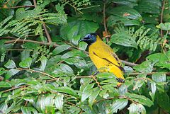 Black-headed Bulbul